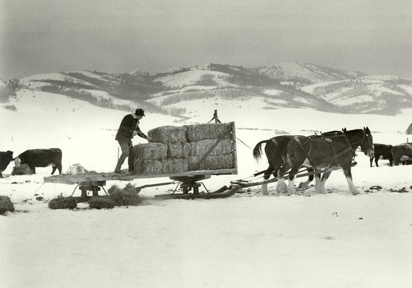 Agriculture, Feed Cattle, Winter