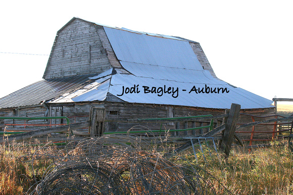 Barns (2016), Bagley, Jodi (Auburn)